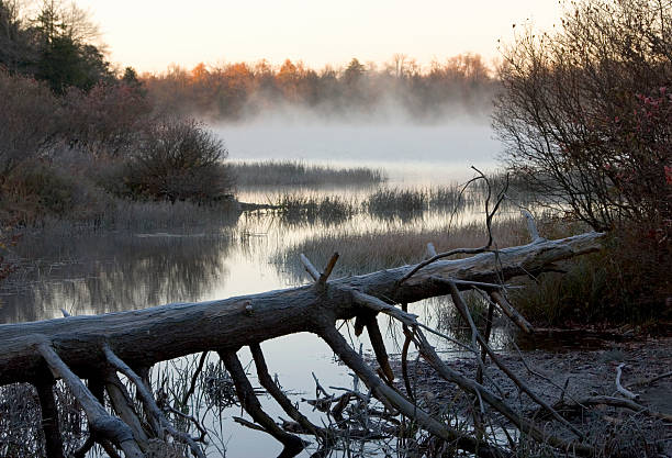 Morning frost stock photo