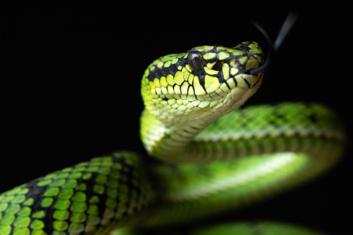 Glowing green snake with a bright yellow eye on a black aground