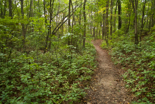 A hiking trail through the Summer woods in Cheesequake Park located in Monmouth County New Jersey.