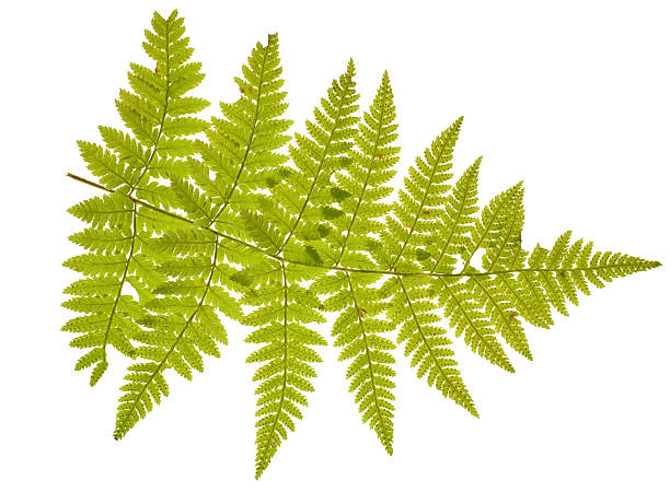 istock green fern branch on white 156209964