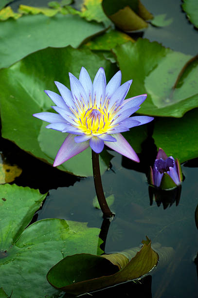istock Purple Lotus flower 156209991