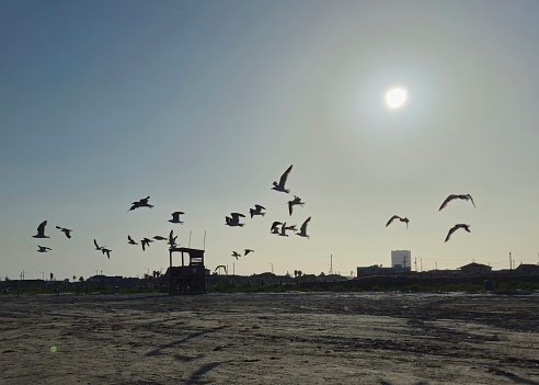 Beautiful sand beach, sea, and flock of birds, California sunset