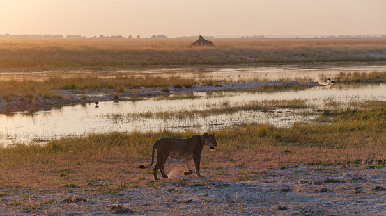 Evening view of a lioness walking by the river in the Chobe National Park, Botswana