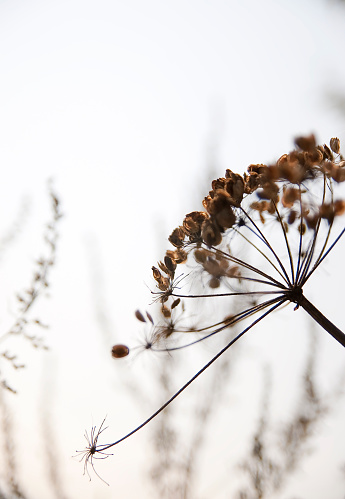 A closeup shot of field thistles