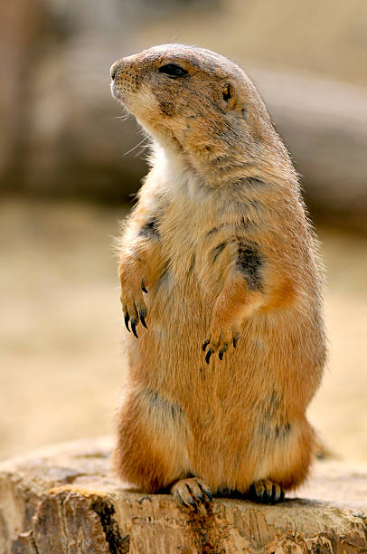 istock Black-tailed Prairie Dog standing on trunk 156210333
