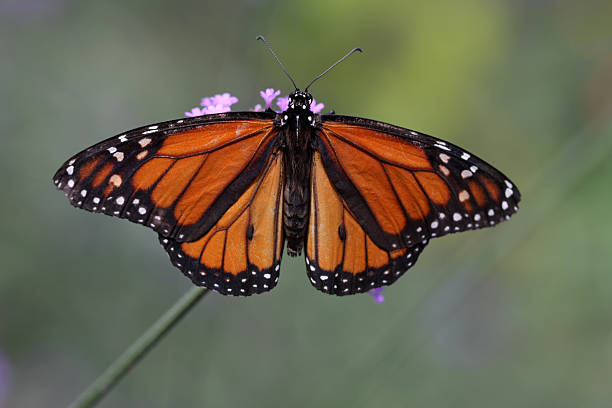 Monarch Butterfly (Danaus plexippus) stock photo