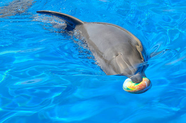 istock Bottlenose dolphin with a ball in the mouth 156210498