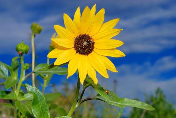 Sunflower stock photo