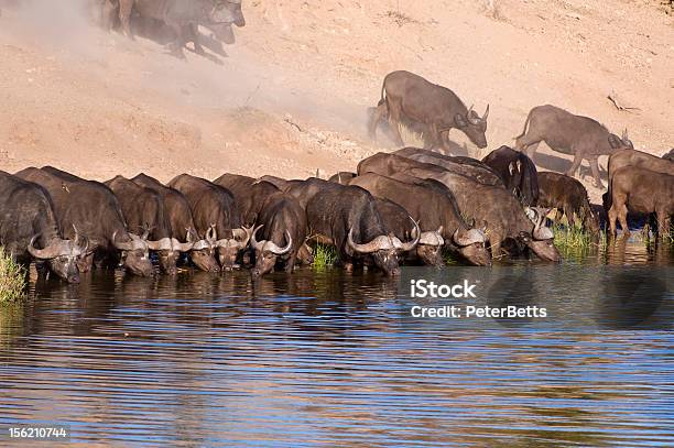 Buffalo Pić - zdjęcia stockowe i więcej obrazów Afryka - Afryka, Bawół afrykański, Bez ludzi