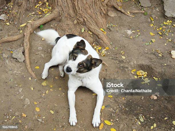 White Brown Dog Stock Photo - Download Image Now - Animal, Brown, Canine - Animal