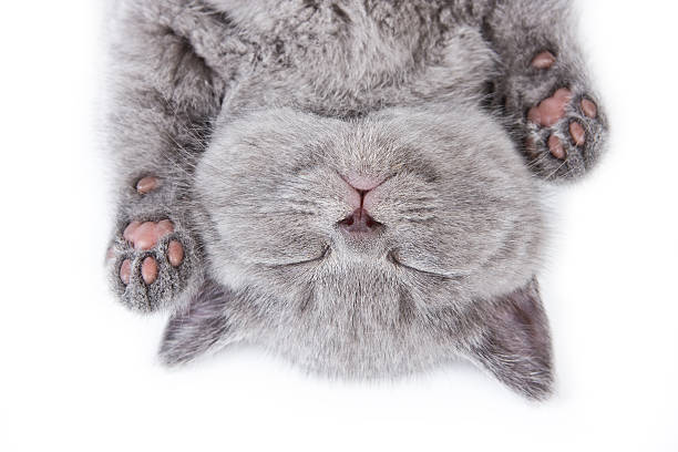 200,453 Cute Animal Sleeping Stock Photos, Pictures & Royalty-Free Images -  iStock