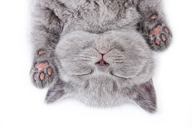 Upside down sleeping British kitten on a white background stock photo