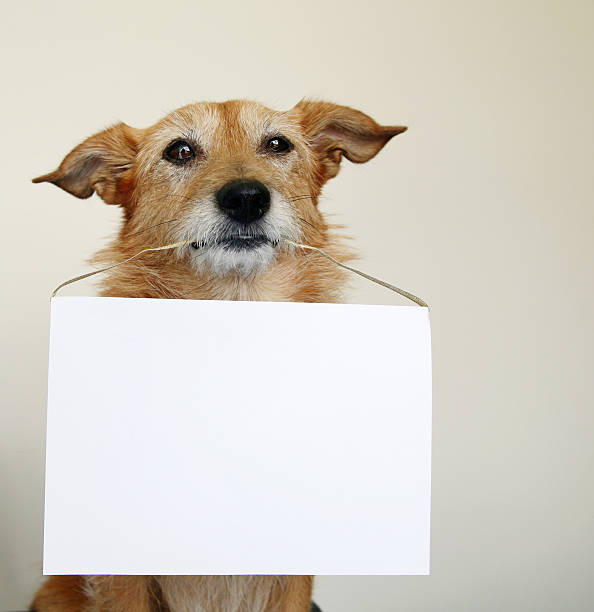 istock Dog holding a blank sign 156211127