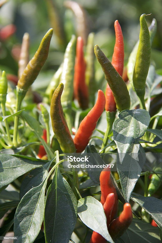 green peppers. chili peppers growing. Chili Pepper Stock Photo