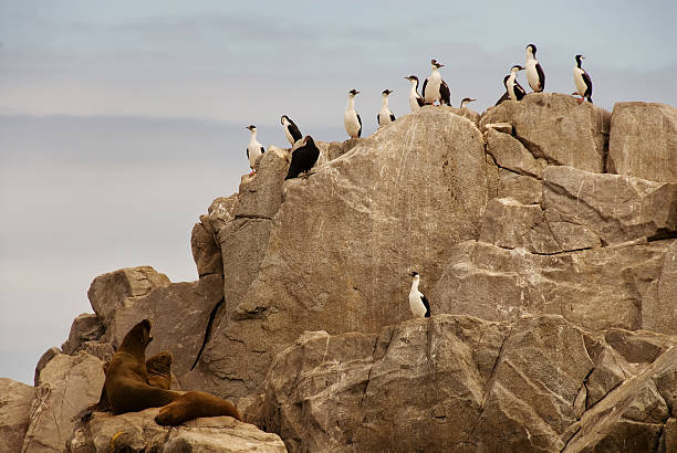 Sea lions and cormorants stock photo