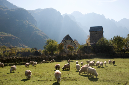 flock of sheep in front of a kullÃ«, a fortified tower  used as refuge for men involved in a blood feud that are vulnerable to attack. Thethi, northern Albania.