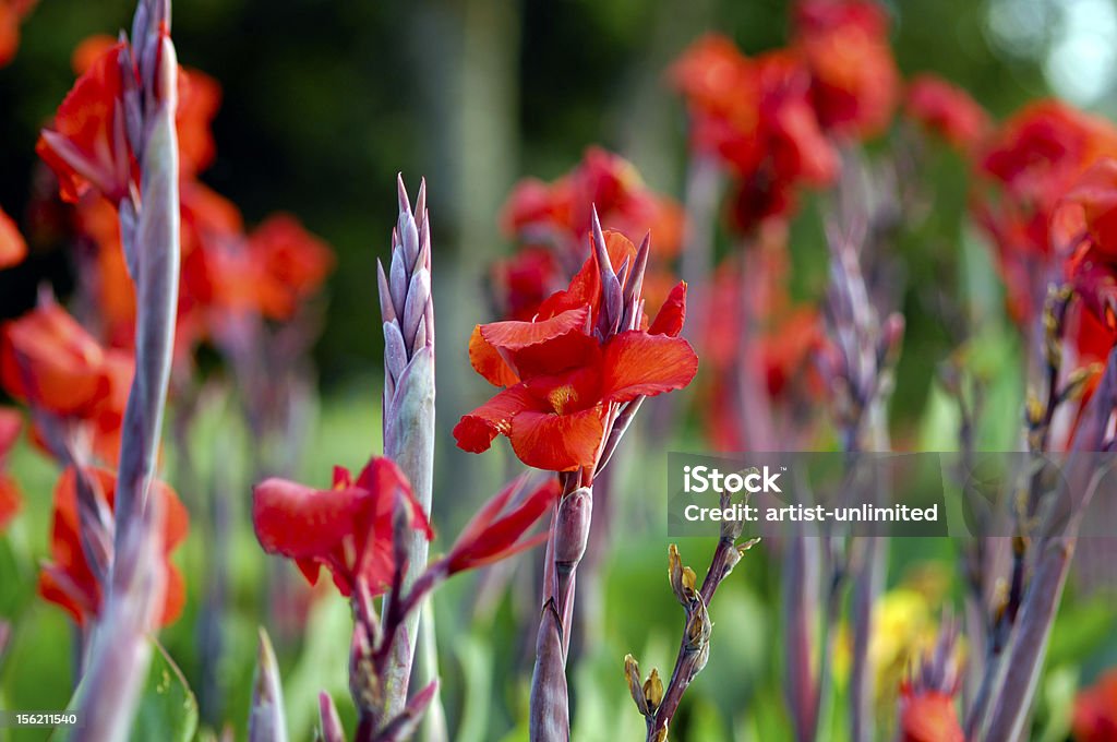 czerwony gladiola - Zbiór zdjęć royalty-free (Bez ludzi)