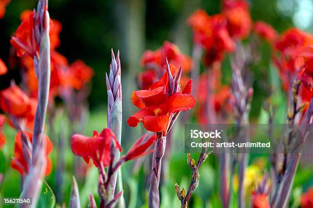 Czerwony Gladiola - zdjęcia stockowe i więcej obrazów Bez ludzi - Bez ludzi, Botanika, Bukiet