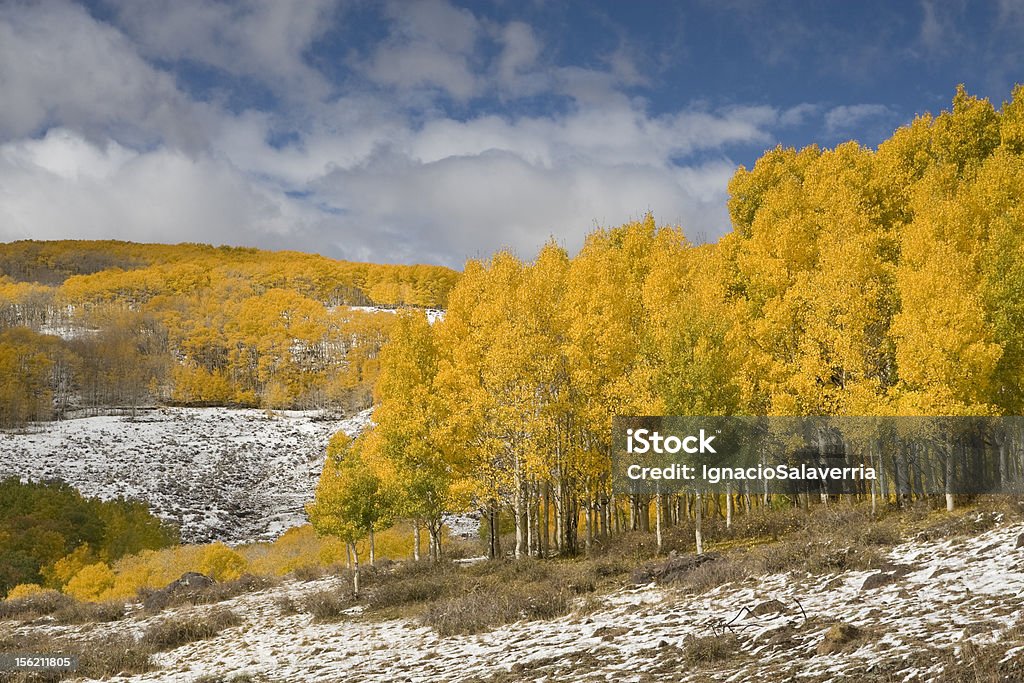 Jaune d'automne - Photo de Arbre libre de droits