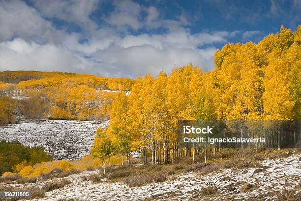 Yellow Fall Stock Photo - Download Image Now - Aspen Tree, Autumn, Cold Temperature