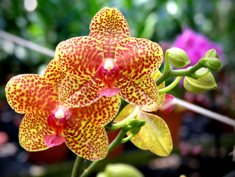 Phal Salu Spot Stock Photo - Download Image Now - Flower, Formal Garden ...