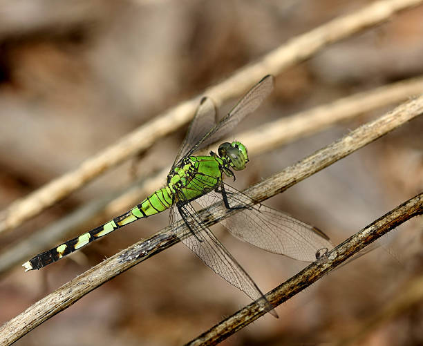 Emerald Green Dragonfly stock photo