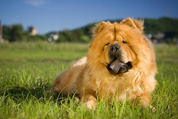 - hund - chow stock-fotos und bilder