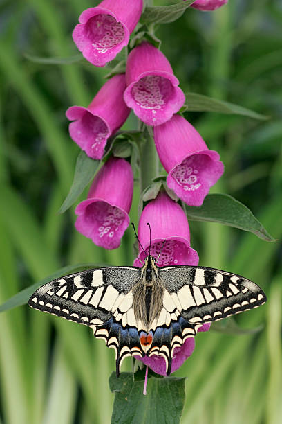 FOXGLOVE WITH SWALLOWTAIL BUTTERFLY stock photo