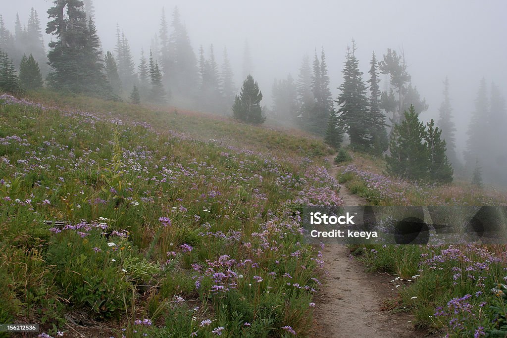 meadow - Photo de Arbre libre de droits