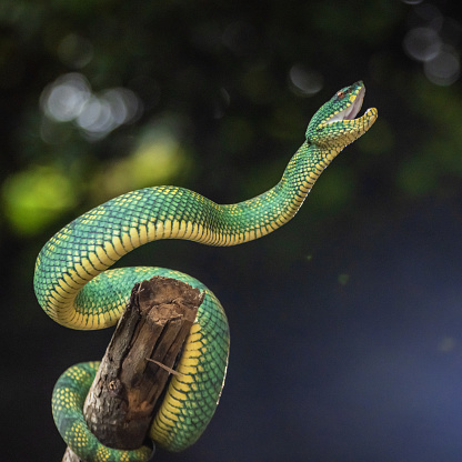 Close up of green snake on tree branch