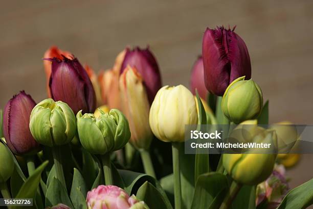 Foto de Vaso Com Tulipas e mais fotos de stock de Amarelo - Amarelo, Beleza, Beleza natural - Natureza