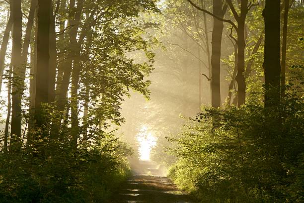 Light of the rising sun shining between the branches and falls on the path leading through the spring woods.