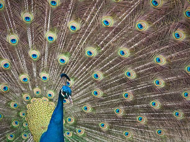 Peacock display stock photo