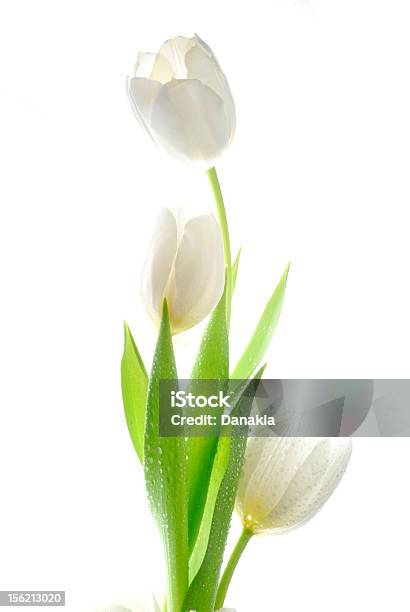 Three Beautiful White Tulips With A White Backdrop Stock Photo - Download Image Now - Tulip, White Color, Beauty In Nature