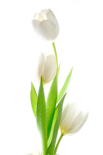 Photo of Three beautiful white tulips with a white backdrop