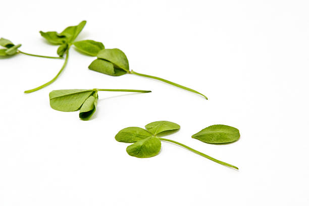 istock luck loves company 156213059