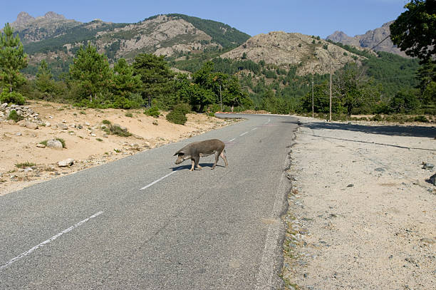 Pigs, cattle, mountain goats and other animals are often encountered in the mountains of Corsica. This free-roaming wild animals are taken into account when navigate the streets. Photo September 2009.