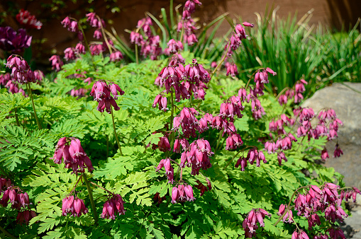 Closeup Dicentra eximia known as fringed bleeding heart with blurred backgroung in summer garden