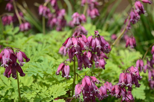 Closeup Dicentra eximia known as fringed bleeding heart with blurred backgroung in summer garden