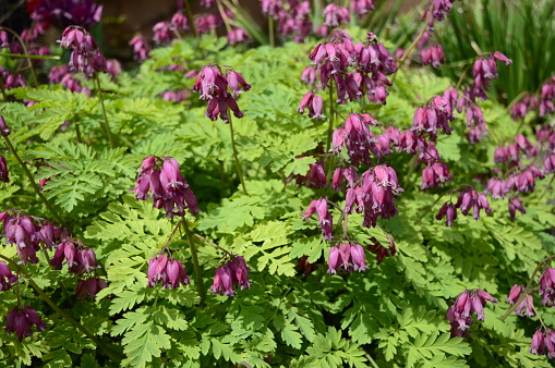 Closeup Dicentra eximia known as fringed bleeding heart with blurred backgroung in summer garden