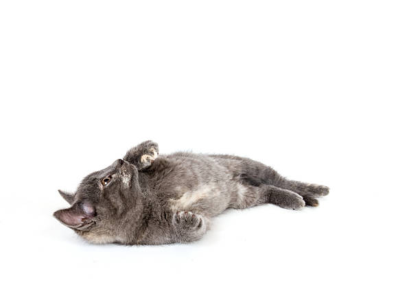 istock gray kitten laying down and looking up 156213167