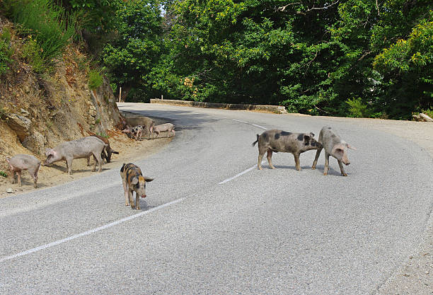 istock Corsica Mountain Road 156213205