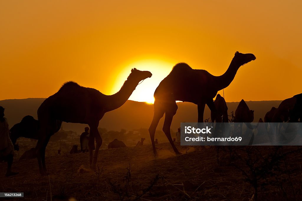 Silhouetted camels at sunrise Camels at the Pushkar Mela 2009 in Rajasthan, India captured as a silhouette. Animal Stock Photo