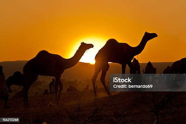 Silhouetted Camels At Sunrise Stock Photo - Download Image Now - Animal, Asia, Camel