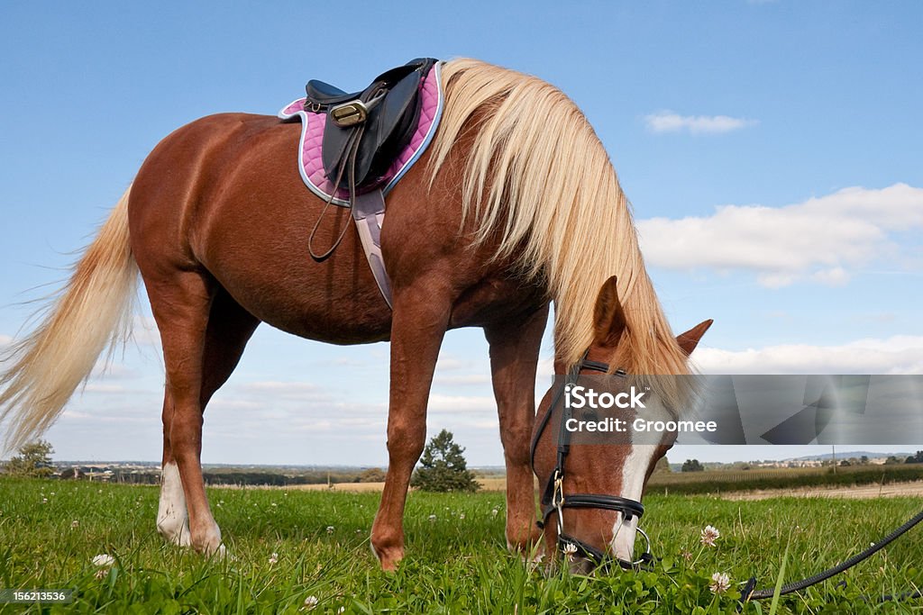 Hübsche pony Grasen während festgenäht. - Lizenzfrei Blickwinkel der Aufnahme Stock-Foto