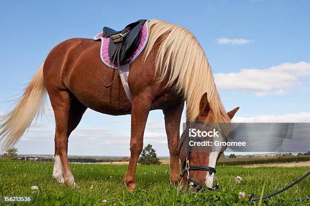 Hübsche Pony Grasen Während Festgenäht Stockfoto und mehr Bilder von Blickwinkel der Aufnahme - Blickwinkel der Aufnahme, England, Entspannung
