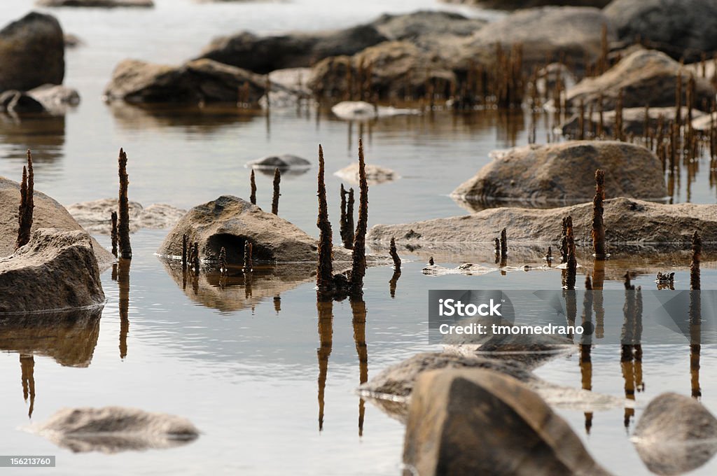 mangroves mangroves growing Animal Stock Photo