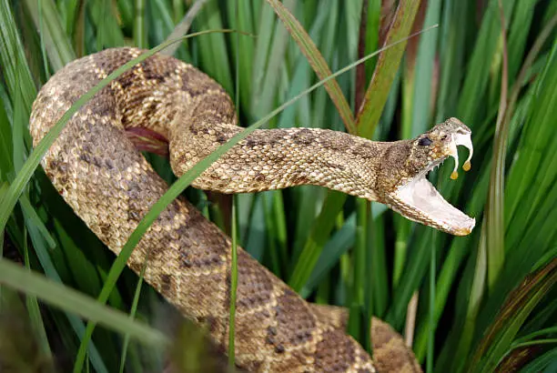 Rattle snake in tall grass.