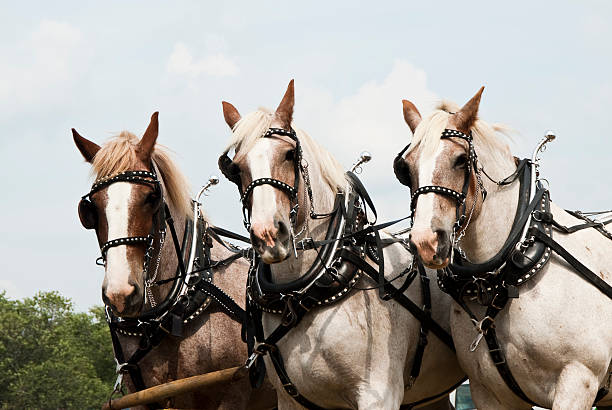 istock horse-drawn farming demonstrations 156213990