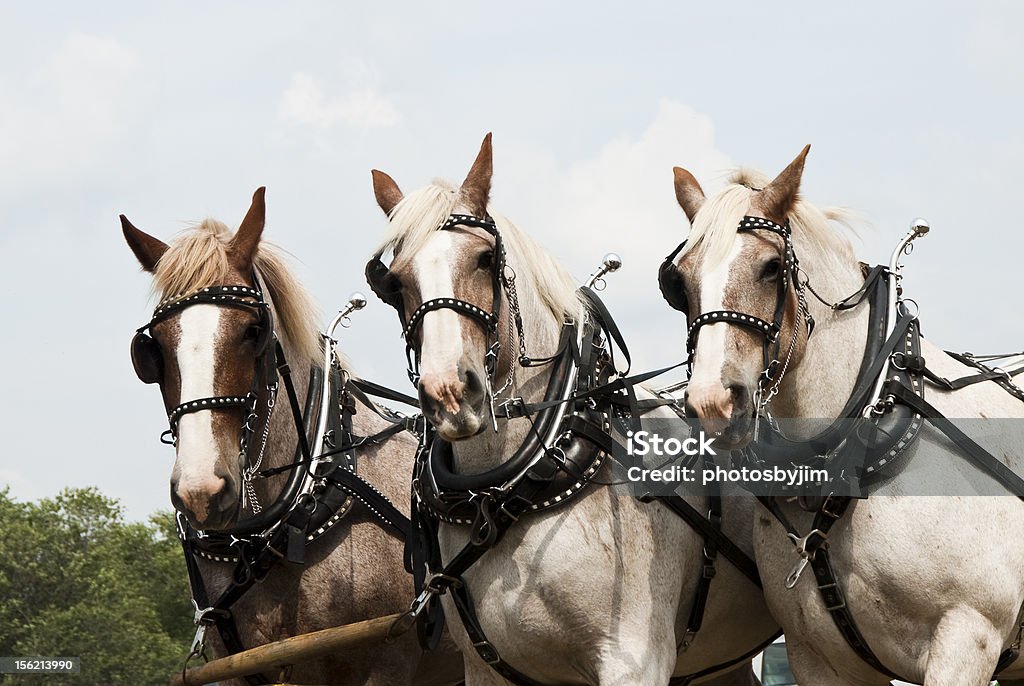Лошадь-то земледелие демонстрации - Стоковые фото Горизонтальный роялти-фри
